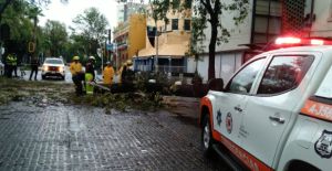 Atienden caída de árbol en Avenida Juárez por lluvia y viento