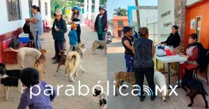 Aplican ayuntamiento de Zacatlán más de 4 mil vacunas antirrábicas a perritos y gatitos