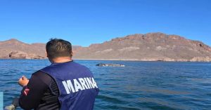 Rescata Semar restos de ballena fallecida en costas de Sonora