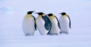 Alerta por población del pingüino emperador, cae 22 % en solo 15 años