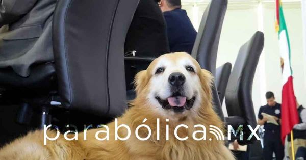 Se vuelve #TommyArmenta el funcionario "más perro" de la administración; obtiene fama internacional