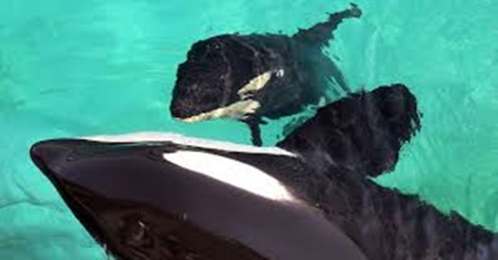 Piden apoyo para rescatar a Wikie y Keijo, orcas de Francia atrapadas en un acuario abandonado
