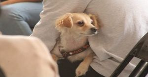 Realizan Gran Jornada de Bienestar Animal en San Jos&eacute; Xilotzingo y Laguna de Chapulco