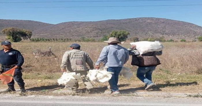 Continúa búsqueda de gallinas robadas del tráiler volcado en Chapulco