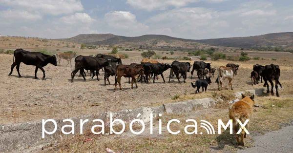 Establece SDR un cerco zoosanitario en la Sierra Negra por casos de gusano barrenador