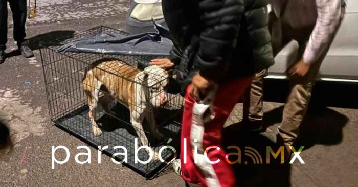 Aseguran IBA, FGE y Protección Animal a un canino en Bosques de Manzanilla