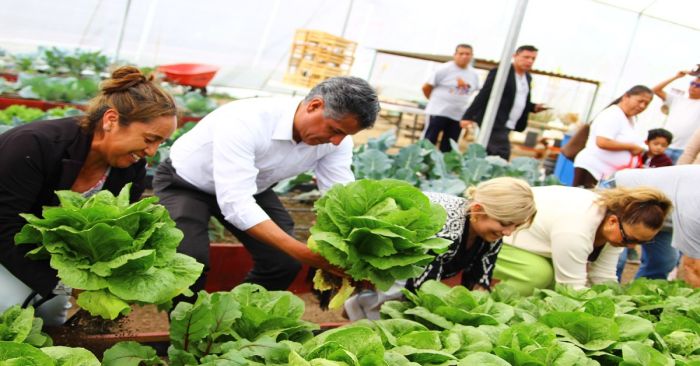 Dona Secretaría de Bienestar municipal lechugas cultivadas en huerto urbano rehabilitado