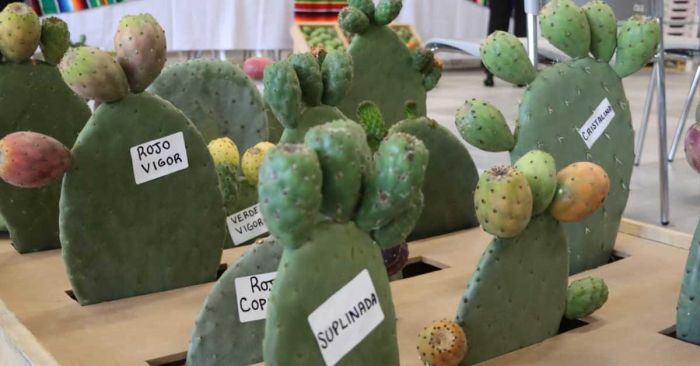 Congreso del Estado fue sede de la V Universidad Itinerante Internacional del Nopal