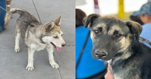 Llega Jornada de Bienestar Animal en la Unidad Deportiva An&iacute;bal Abarca