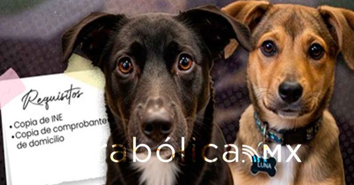 Presentan la Feria de Adopción Canina de Atlixco