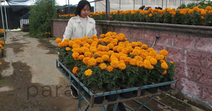 Concentra Puebla el 72% de la producción de cempasúchil