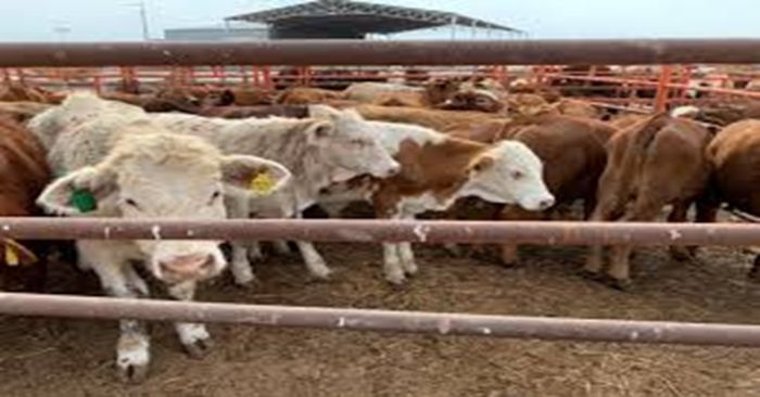Alerta Secretaría de Agricultura por falsificación de medicamentos de uso animal