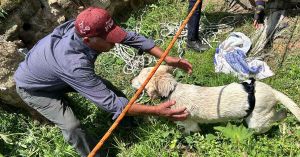 Rescatan a perrito que cayó a pozo en San Luis Tehuiloyocan