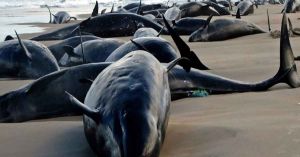 Encuentran 157 delfines varados en Australia; les aplicarán eutanasia