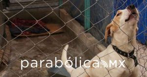 Promueve IBA la campaña &quot;adopta no compres&quot;; piden no regalar animales en Navidad