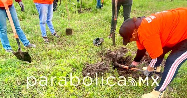 Realiza ayuntamiento dos jornadas de plantación de árboles en esta semana