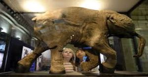 Estudian restos fósiles de bebé mamut, datos relevantes sobre su alimentación
