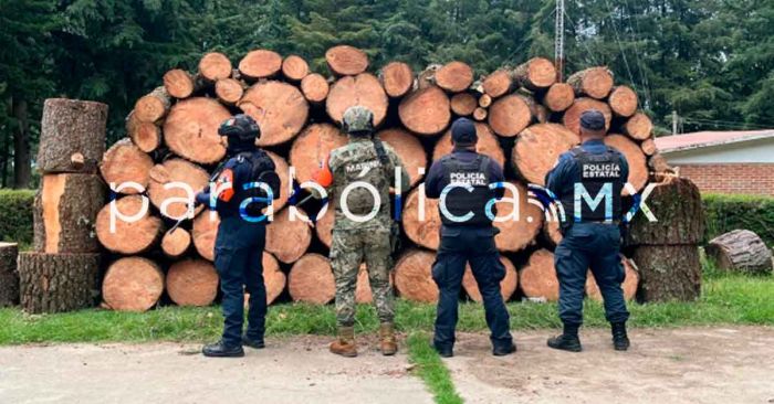 Asegura SSP más de 130 piezas de madera en Eloxochitlán