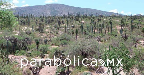 Promueven con tour operadores estadounidenses la ruta de la Biósfera de Tehuacán