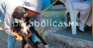 Impulsan la vacunación antirrábica en Atlixco