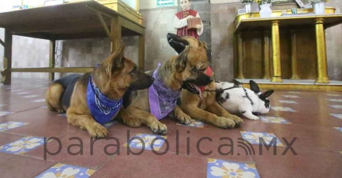 Festejan poblanos a San Antonio Abad; llevan a sus mascotas a bendecir