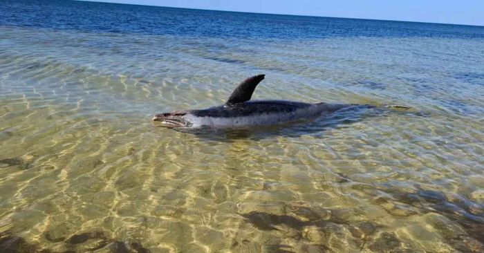 Encuentran muerto a delfín en costas de Yucatán; investigan causas