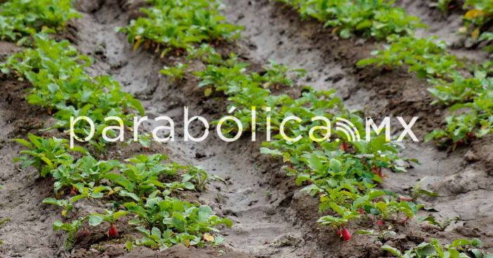 Afecta onda de calor al campo poblanos, expone Ana Laura Altamirano