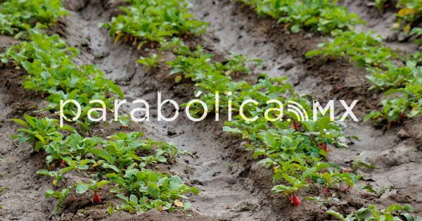 Afecta onda de calor al campo poblanos, expone Ana Laura Altamirano
