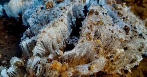 Se cubre de blanco Piedras Encimadas, Zacatl&aacute;n ante bajas temperaturas