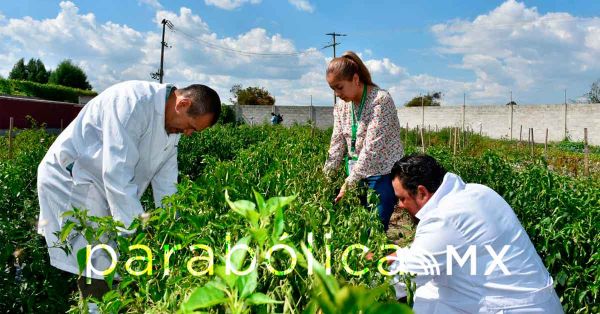 Avala Texmelucan consumo de verduras cultivadas en huerto de traspatio del rastro municipal