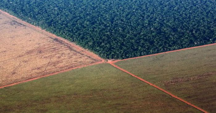 Construyen carretera en el Amazonas para albergar la COP30