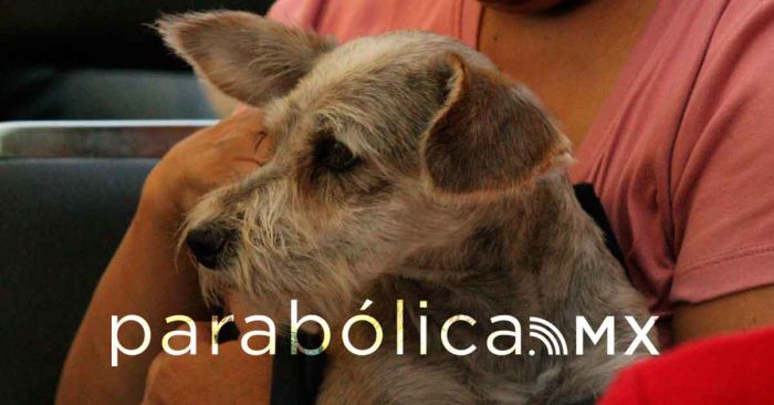 Las mascotas escalan a lo alto de la pir&aacute;mide social