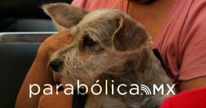 Las mascotas escalan a lo alto de la pirámide social