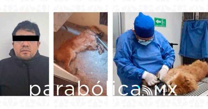 Procesan al sujeto que asesinó al perrito &quot;Chon&quot;