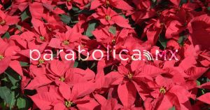 Puebla: tercer lugar a nivel Nacional en producci&oacute;n de Flor de Nochebuena