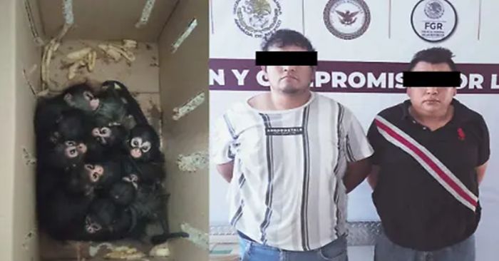 Recuperan nueve crías de mono araña en Tabasco, era transportado ilegalmente