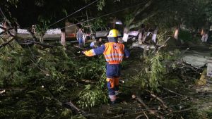 Atiende Gobierno de la Ciudad caída de árbol en Lomas del Mármol