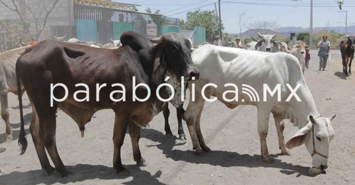 Registra Puebla 13 casos activos de gusano barrenador en ganado: Ana Laura Altamirano