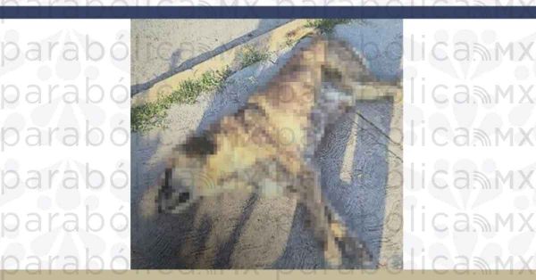 Investiga FGE atropellamiento de canino en Tehuacán