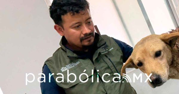 Rescata Bienestar Animal a perrito quemado por pirotecnia en Tepatlaxco