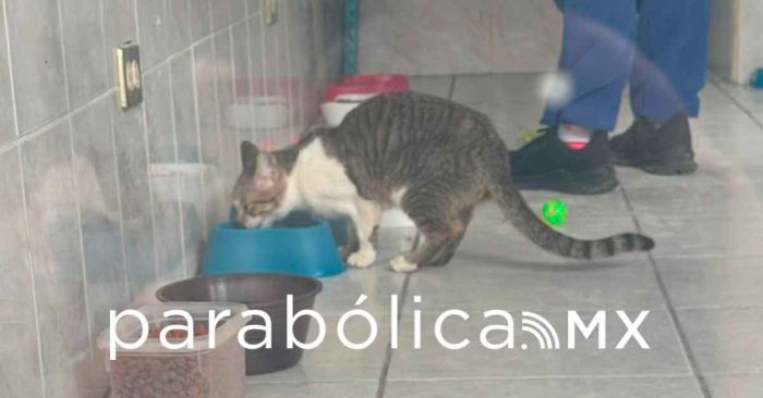 Mantiene Bienestar Animal en resguardo gatitos del “Caso Michigan”