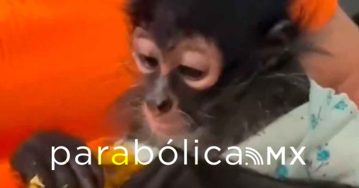 Denuncia Profepa la posesi&oacute;n ilegal de un mono ara&ntilde;a por parte de una regidora en Jalisco