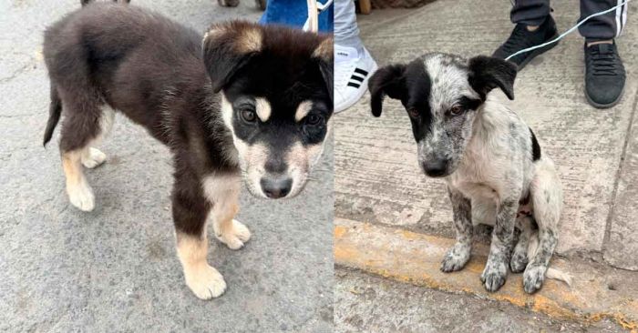 Impulsa ayuntamiento Jornadas de Bienestar Animal en diversas colonias