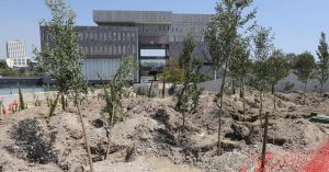 Arranca reforestaci&oacute;n urbana en CIS y Parque Ecol&oacute;gico; la meta son 10 mil &aacute;rboles