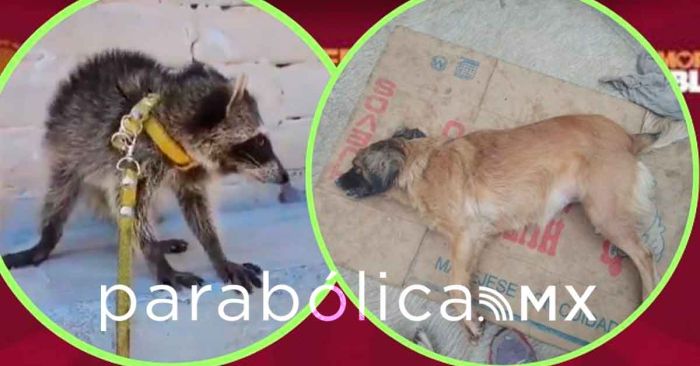 Denuncia Bienestar Animal venta de mapache en redes sociales de Tehuac&aacute;n