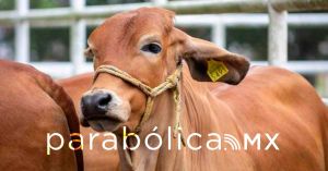 Se coloca Puebla como referente nacional ante el gusano barrenador: SDR