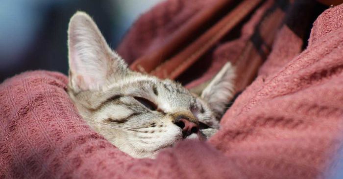 Emite Gobierno de la Ciudad medidas para el cuidado de mascotas ante temporada de fr&iacute;o