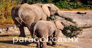 Concluye ayuntamiento y  Africam Safari la campa&ntilde;a Verde Navidad