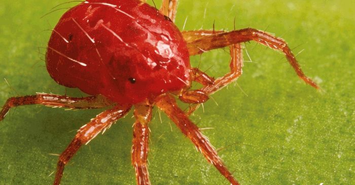 Proponen en la BUAP utilizar la F&iacute;sica para proteger cultivos prioritarios