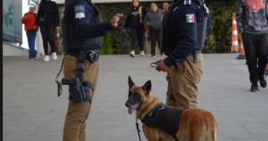 Destaca Gobierno de Pepe Chedraui intervenciones exitosas de la Unidad Canina de la SSC